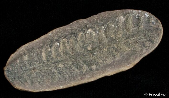 Fern Fossil From Mazon Creek - Million Years Old #2877